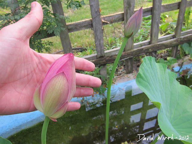 grow a lotus flower, plant, pond, cold weather, hot, how to