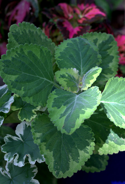 Plectranthus 'Lemon Twist'