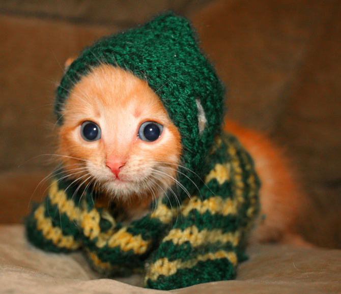 Picture of a cute cat in a knitted sweater