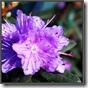 rhododendron-ramapo