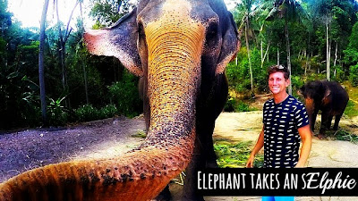 watch incredible moment of an elephant taking his own selfie using a gopro aka elphie with Christian Leblanc in Thailand via geniushowto.blogspot.com amazing viral photos and wildlife captures