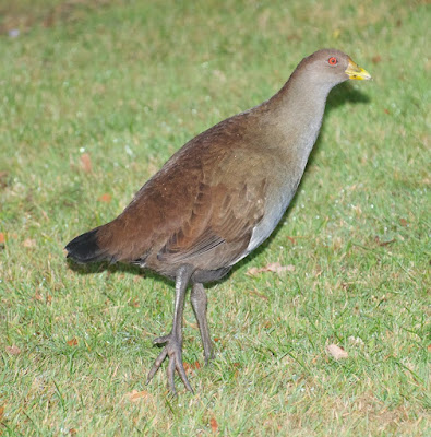 Tasmanian Native Hen (Tribonyx mortierii)