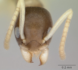 Close-up of a ghost ant
