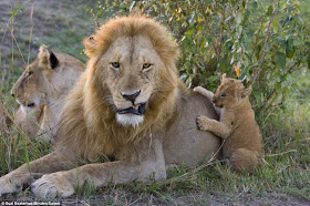 Lion cub meets his dad for the first time on Kenya, playing with dad