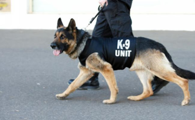 Γνωρίστε την Ομάδα των Αστυνομικών Σκύλων K-9 της Ελληνικής Αστυνομίας (βίντεο)