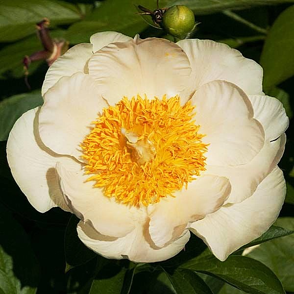 Пион 'Moonrise' / Пион 'Мунрайз' (Paeonia 'Moonrise')