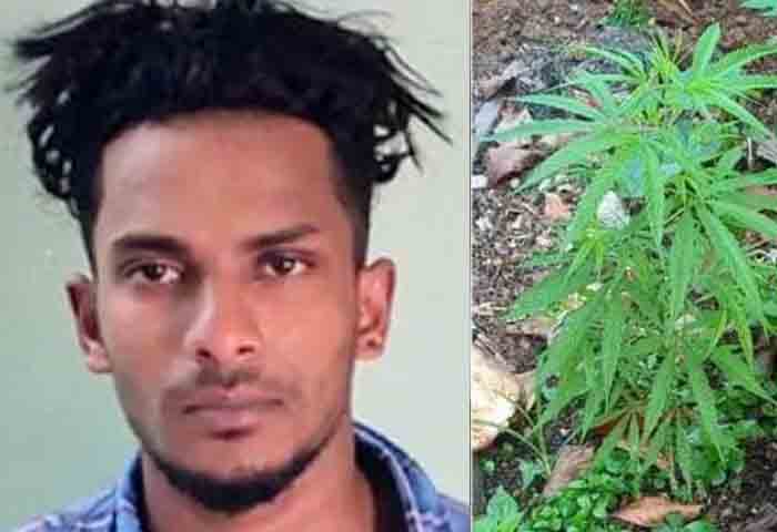 Latest-News, Kerala, Pathanamthitta, Top-Headlines, Crime, Arrested, Drugs, Youth arrested for cultivation of cannabis.