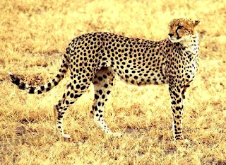 guepardo Acinonyx jubatus