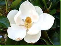 clip_image007