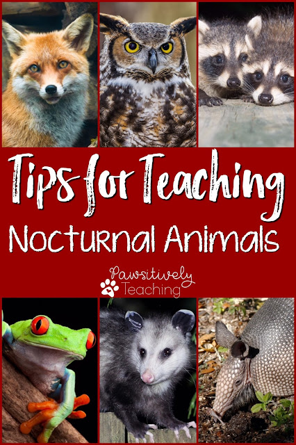 Whether you already teach about Nocturnal Animals or you’re just thinking about covering it this year, I’m here to save you some planning & prep time on a unit your kids will love!! In this one post, you’ll find tons of creative ideas and resources for an awesome & engaging unit!