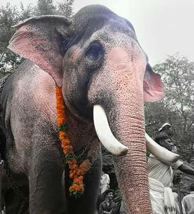 Kerala Elephants Images