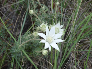 Flannel Flower