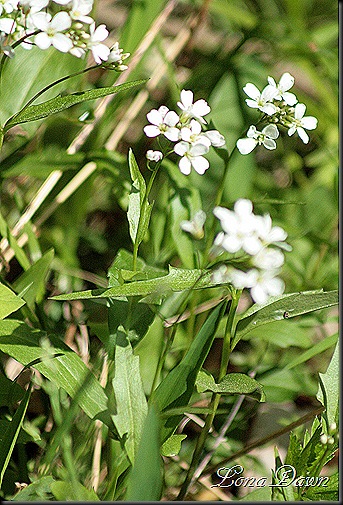 OMC_Lyre_Leaved_RockCress