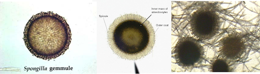 Gémulas. En las esponjas de agua dulce del género Spongillidae se desarrollan estructuras esféricas pequeñas denominadas gémulas en invierno. Estos propágulos de resistencia son protegidos por una cutícula dura de tetraoxidocarbonato de calcio con microescleras de silicio. Las gémulas de algunas especies pueden soportar gasta los -70° C, mientras que otras experimentan mortalidad en masa al llegar a los -10°C.