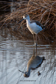 Wildlifefotografie Neretva Delta Stelzenläufer Olaf Kerber