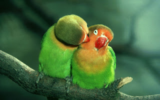 Beautiful Parrots Love On Branch Love Wallpaper