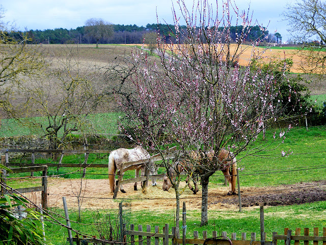 Horses and blossom.  Indre et Loire, France. Photographed by Susan Walter. Tour the Loire Valley with a classic car and a private guide.