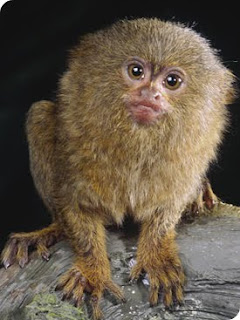 marmoset monkey small unique species pets