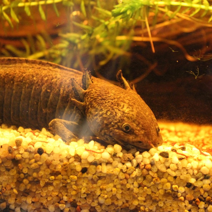 roztomilý axolotl v olomoucké Pevnosti poznání