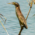 Yellow Bittern with Video