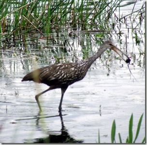 limpkin 1