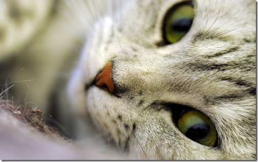 1123cute-cats-wallpapers-background-16