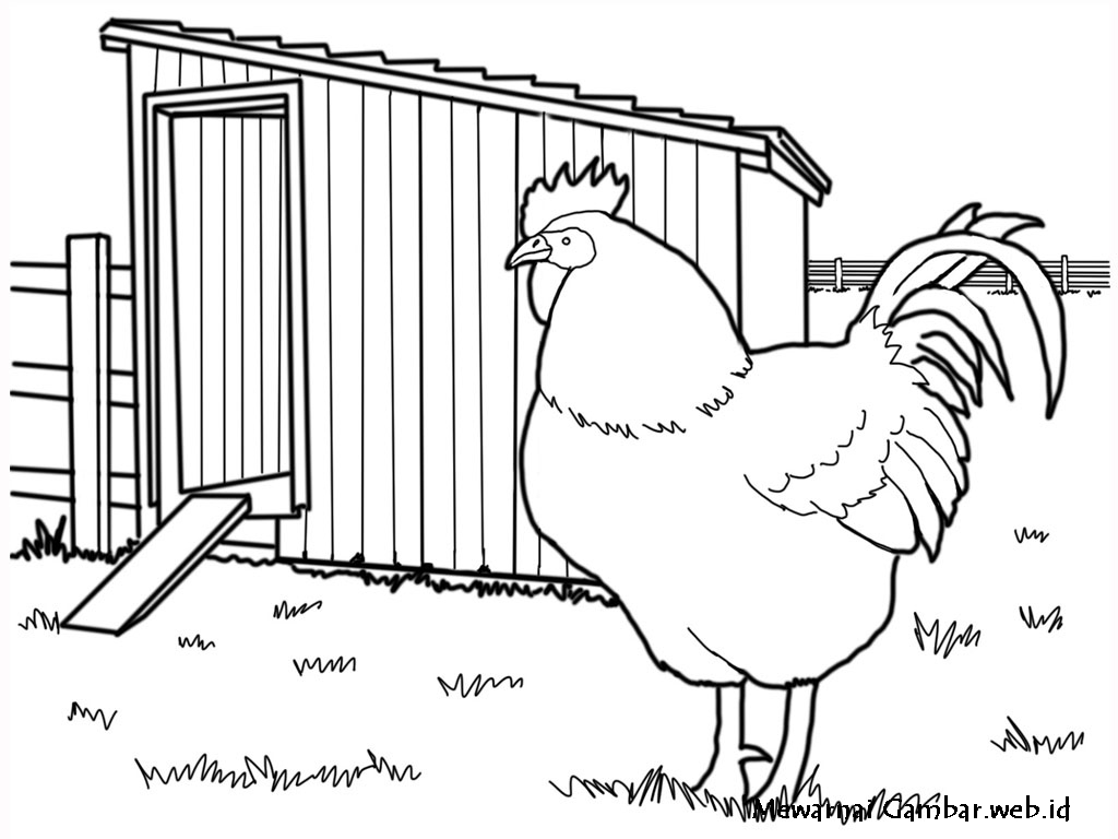 Ivanildosantos Gambar Ayam Kartun
