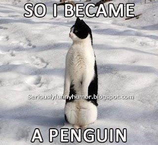 Cat - So I became a penguin