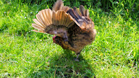 broody hen in full display