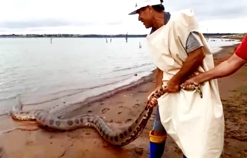 Sucuri de 5 metros dá susto em pescadores e é devolvida a rio; VEJA VÍDEO