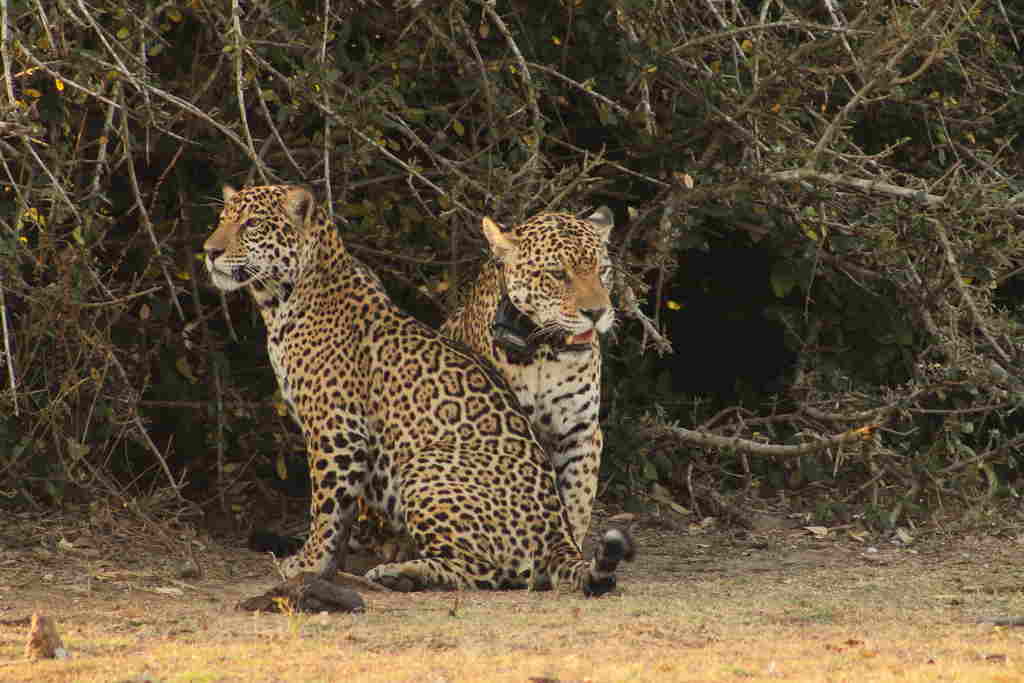 A reintrodução de animais na natureza começa a ganhar força por meio de ações como as realizadas pelo Onçafari. O projeto, criado para o estudo e conservação de onças-pintadas, por meio de sua frente Rewild (Reintrodução), desenvolvida em parceria com o CENAP/ICMBio, iniciou esse trabalho com felinos em 2014. Com dois recintos destinados à reabilitação e soltura, localizados no Refúgio Ecológico Caiman, no Pantanal; e na Pousada Thaimaçu, na Amazônia, a reintrodução já demonstra resultados.