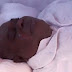 Former Gov DSP Alamieyeseigha Of Bayelsa Laid To Rest In Amassoma