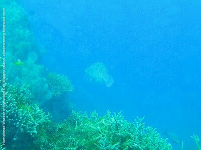 Humphead Wrasse (Cheilinus undulatus)