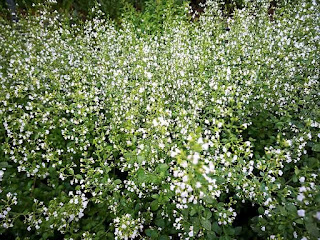 目黒川緑道の花