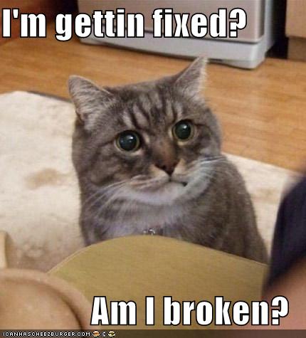 funny cats pics with words. funny cats pics with words.