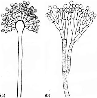 Konidium