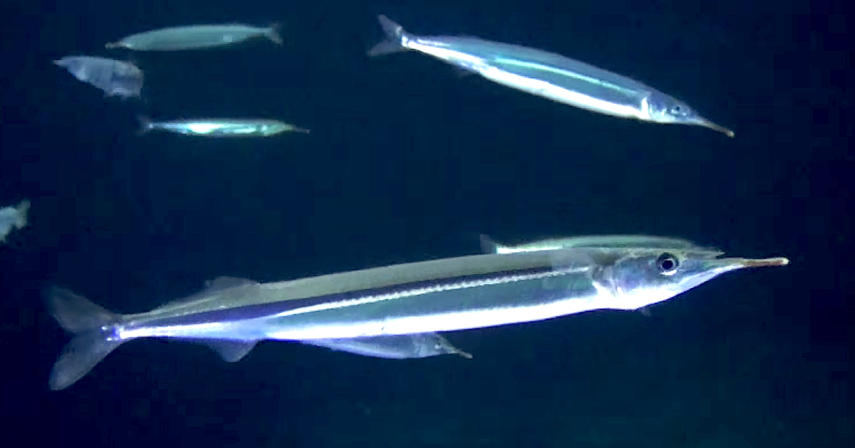Aquarium Movies Japan Archive 生きている魚図鑑 サヨリ Japanese Halfbeak Hyporhamphus Sajori