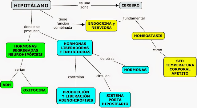 Resultado de imagen para Mapa conceptual hipotálamo