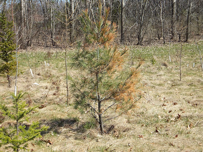 winter damage to pine tree