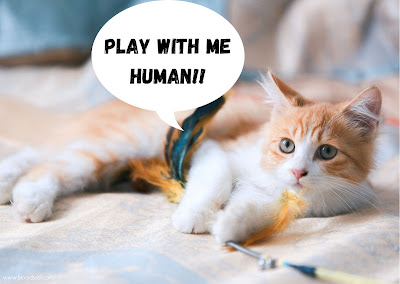The BBHQ Easy Cat Care Guide ©BionicBasil® Play With Me Human