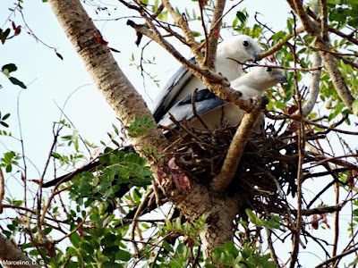 Gavião-tesoura, gavião, aves do brasil, birds, Brazil, Tocantins, Animal, Natureza, birding, birdwatching,  Swallow-tailed Kite,  Swallow-tailed, passaros, aves, nidificação