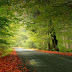 Beautiful Forest HD Wallpaper