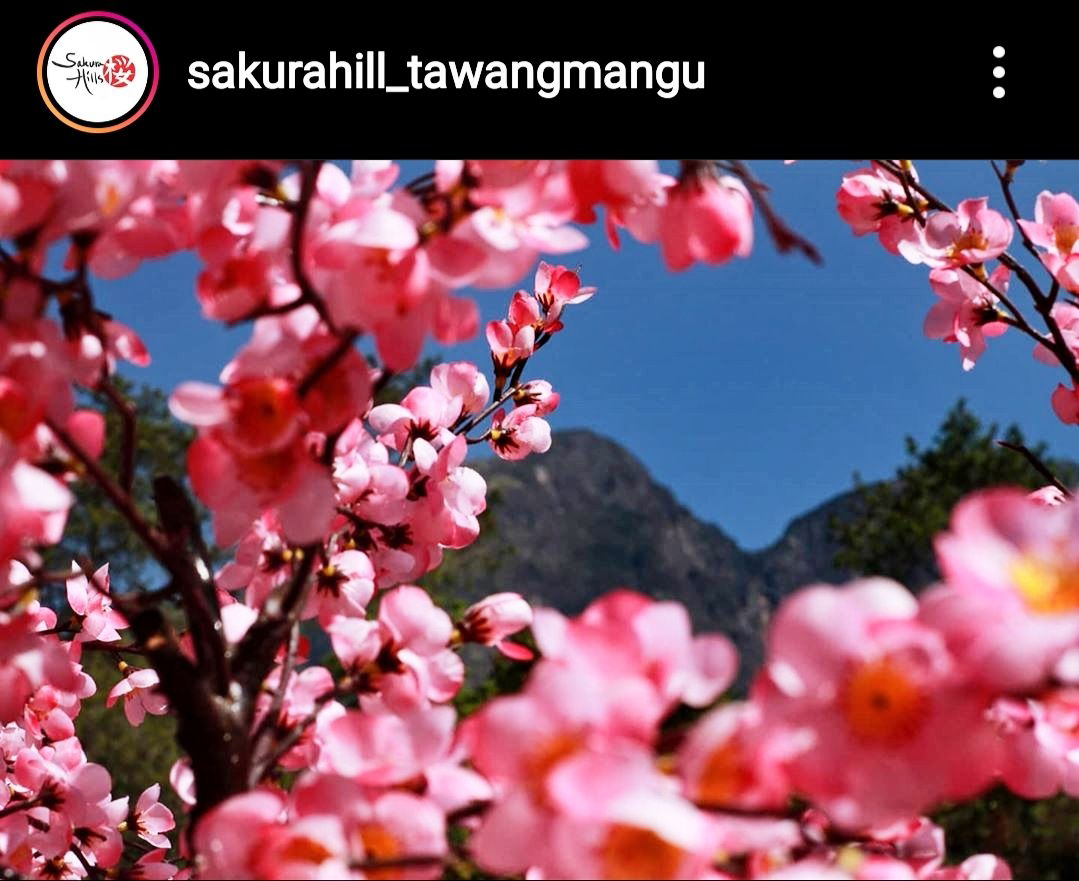  Gambar Bunga Sakura Asli  Order Bibit Sakura  Soonglow