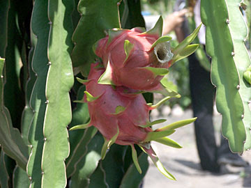 familiar with Dragon fruit