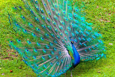 dancing-peacock-so-beatifulhd-imagecollection