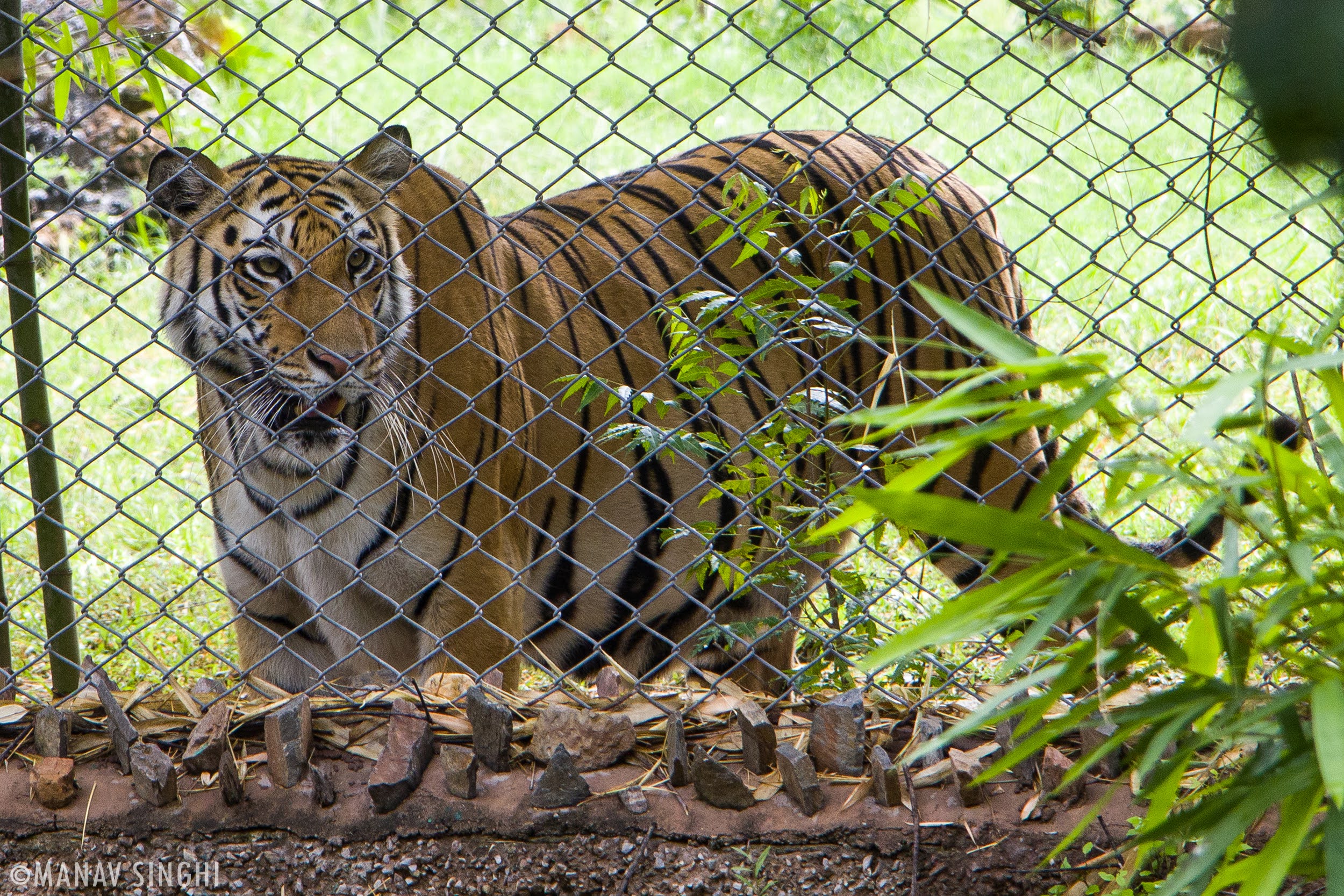 A Caged Indian Tiger, whenever I see these wild animals captured I feel so bad for them but. . .