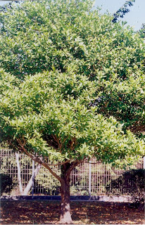 Dewadaru Tree at Karimunjawa (Jepara Tourism Info)