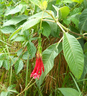 Waimea Canyon State Park flower red hanging