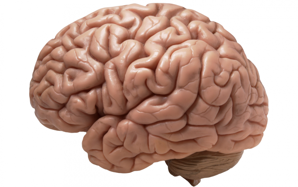 Fakta Tentang Otak Manusia