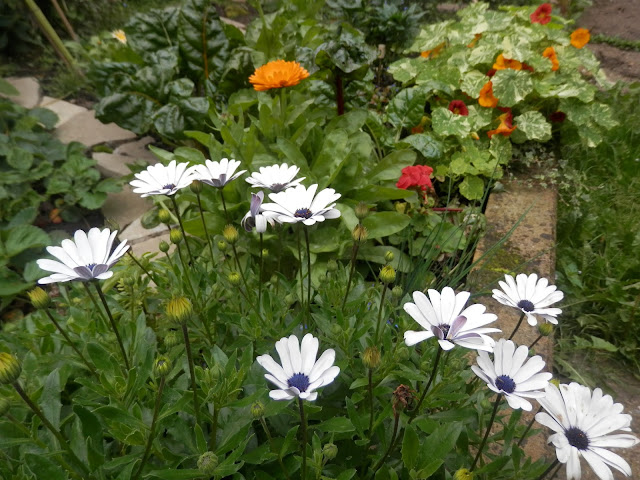 Autumn flowers.  Garden, September 2015.  secondhandsusie.blogpsot.co.uk #autumngarden #ukgarden #growyourown #ukblogger